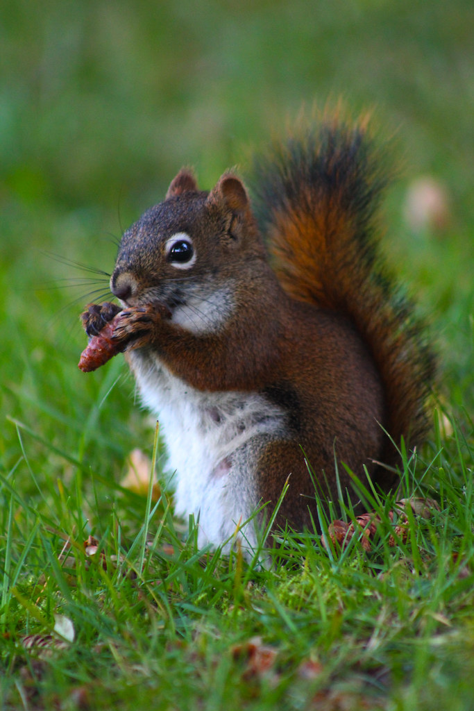 squirrel portrait 22209294370 l